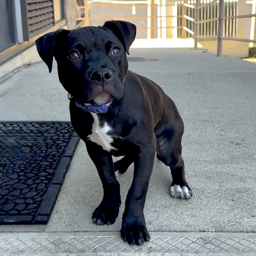 Fetchlng Adorable Adoptables: A Forever Home | Articles | fairfaxtimes.com