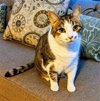 Homeless Animals Rescue Team - Jacob.jpg