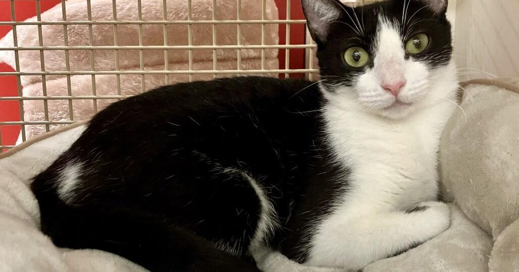 4Paws Rescue