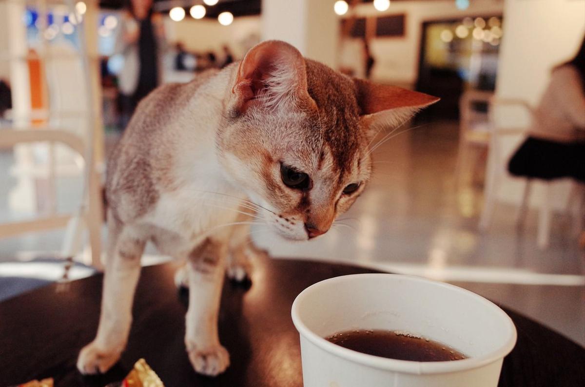 Fairfax Cat Cafe Offers A World Of Paws Abilities Articles