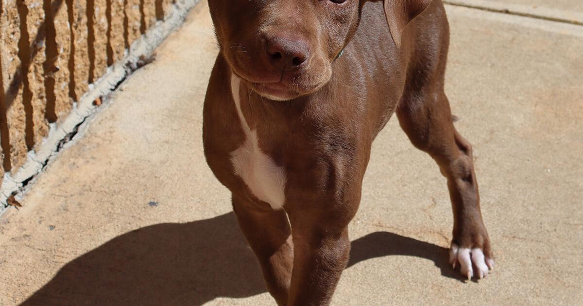 Adorable Adoptables - A Forever Home - Vimarsana News