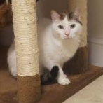 PetConnect Rescue - Abbie.png