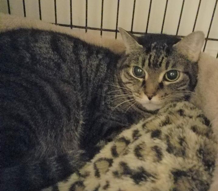 From The Dog S Paw From Scaredy Cat To Ready Cat Articles