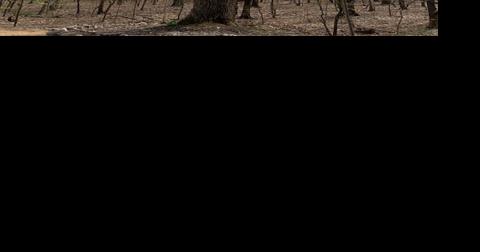 Trees give me a harmonious refuge | Articles | fairfaxtimes.com