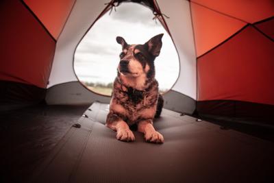 Patrick Hendry - Camping With Your Dog.jpg