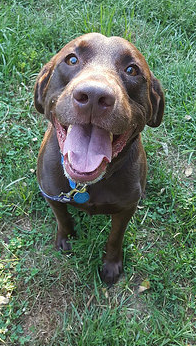 Lab Rescue - Bruce.PNG