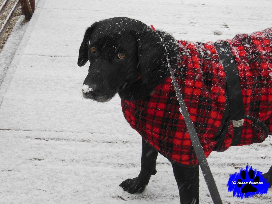 From The Dog’s Paw I need winter coat too... Articles