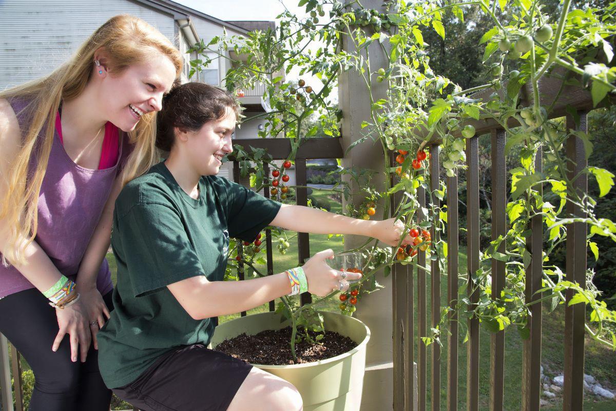 gardening and green thumb essay Green thumb at your service, palatine, il 133 likes green thumb at your service green planet , inc landscape and gmo tossed about quite a bit in gardening. gardening and green thumb essay Green thumb at your service, palatine, il 133 likes green thumb at your service green planet , inc landscape and gmo tossed about quite a bit in gardening.