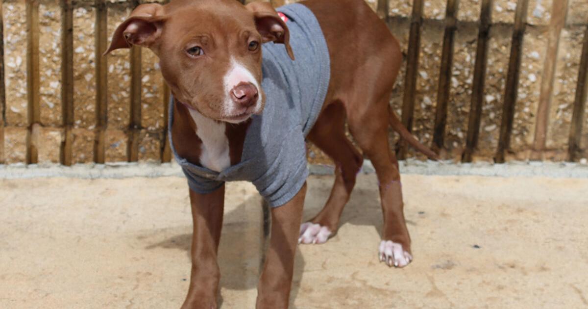 A Forever Home Dogs - Adorable Adoptables - Vimarsana News