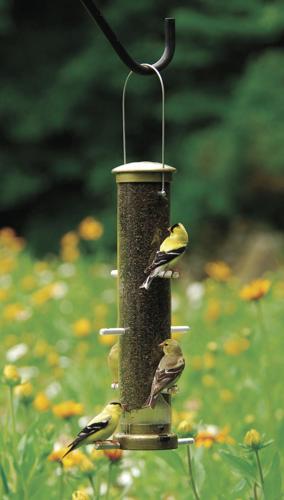 Attract more birds to your backyard | Articles | fairfaxtimes.com