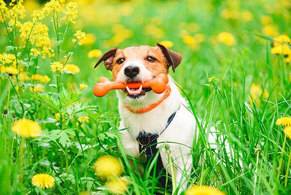 4 ways to refresh your pet’s routines | Articles ...