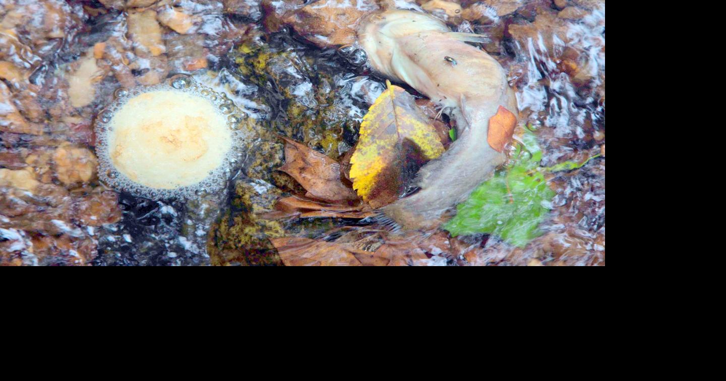 The mysterious case of Reston's disappearing fish | Articles ...