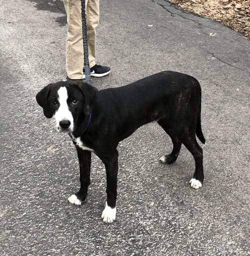 Healing Hearts Animal Rescue Group Bruno Jpg Fairfaxtimes Com