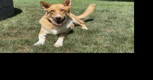 Fancy Cats and Dogs Rescue - Vimarsana News