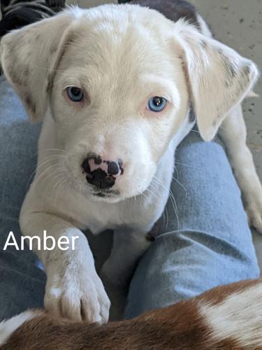 Allen pup Amber 2022-10-15 002.jpg