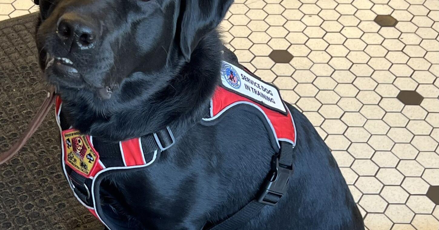 Service dogs offer veterans the potential for a new "leash on life" | Pets - Vimarsana News
