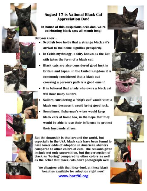 Homeless Animals Rescue Team National Black Cat Appreciation Day