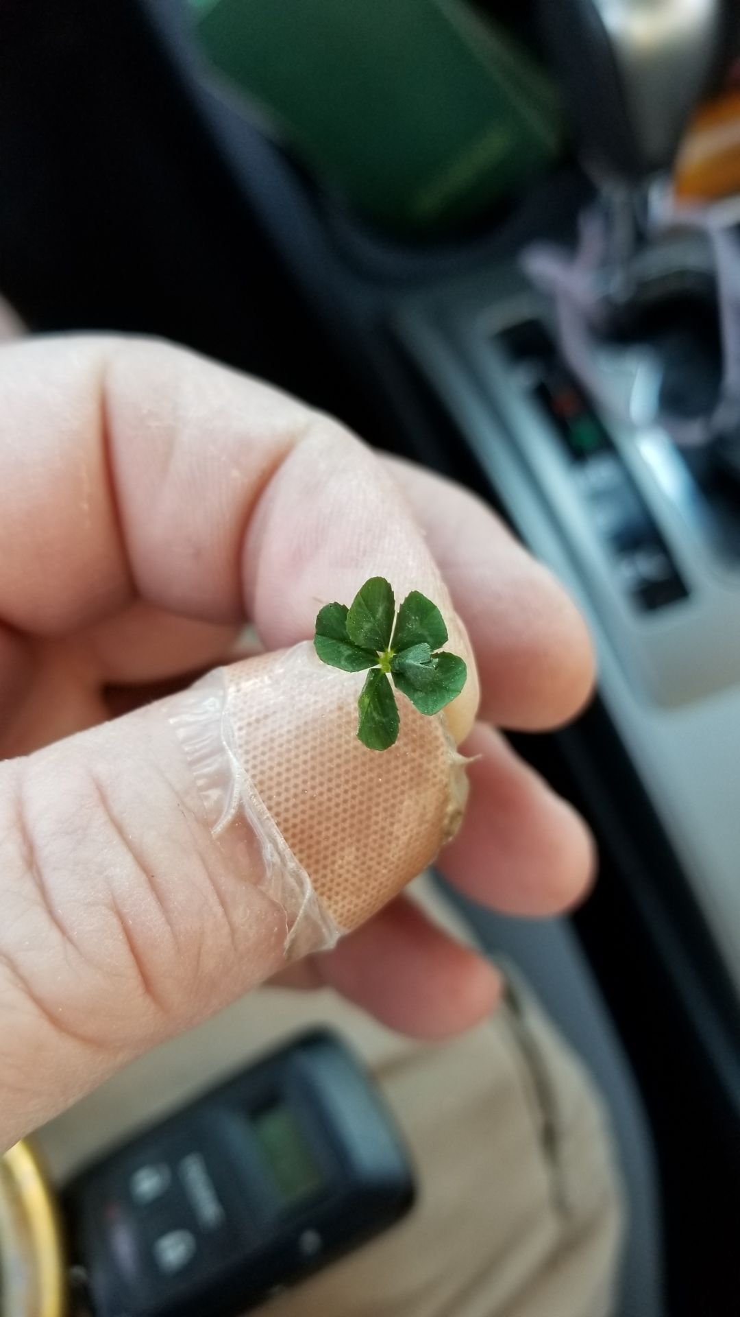 Lucky Greenbriar West Elementary Student Finds 6 Leaf Clover Articles Fairfaxtimes Com