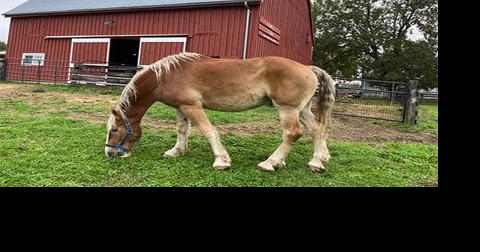 Park Authority mourns loss of beloved horse - Vimarsana News