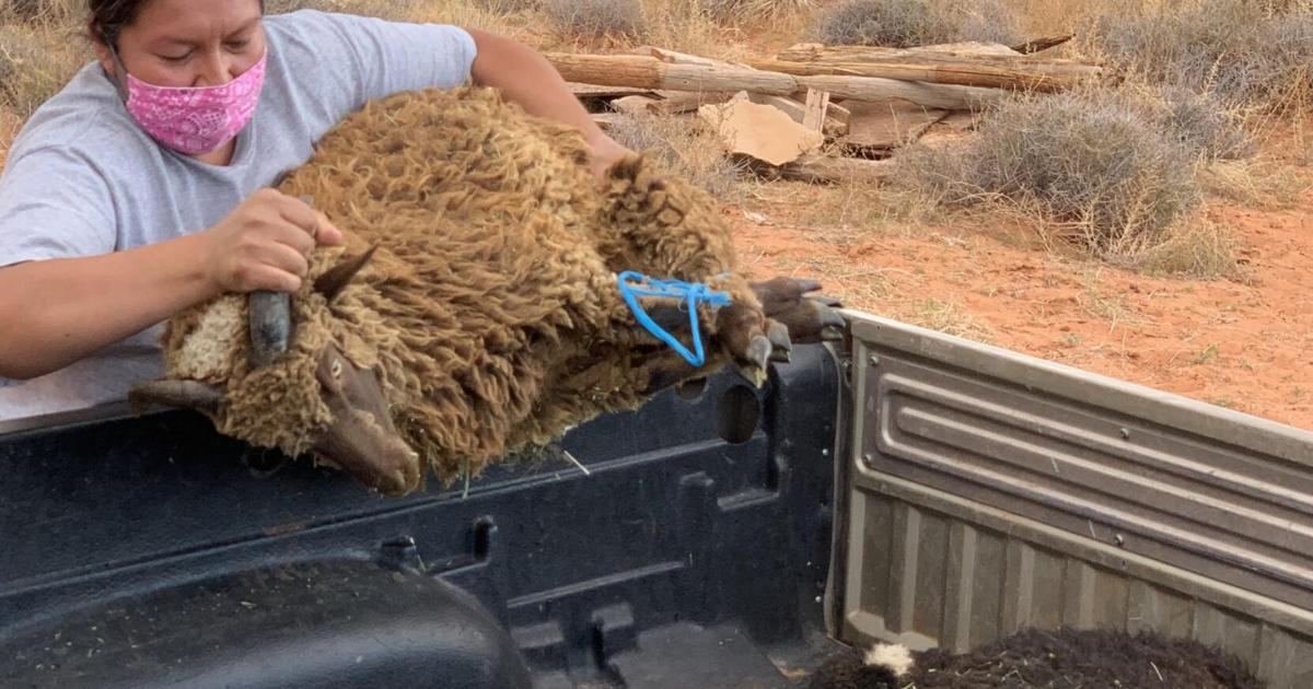 Food insecurity amid COVID-19 prompts Native Americans to return to ...