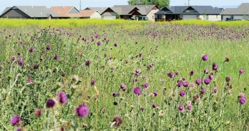 Weed warriors: Groups focus on stopping spread of invasive plants in county