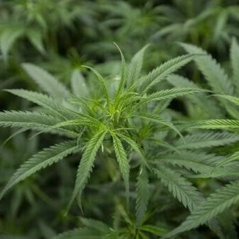 Trump 'considering' push to reclassify marijuana as less dangerous