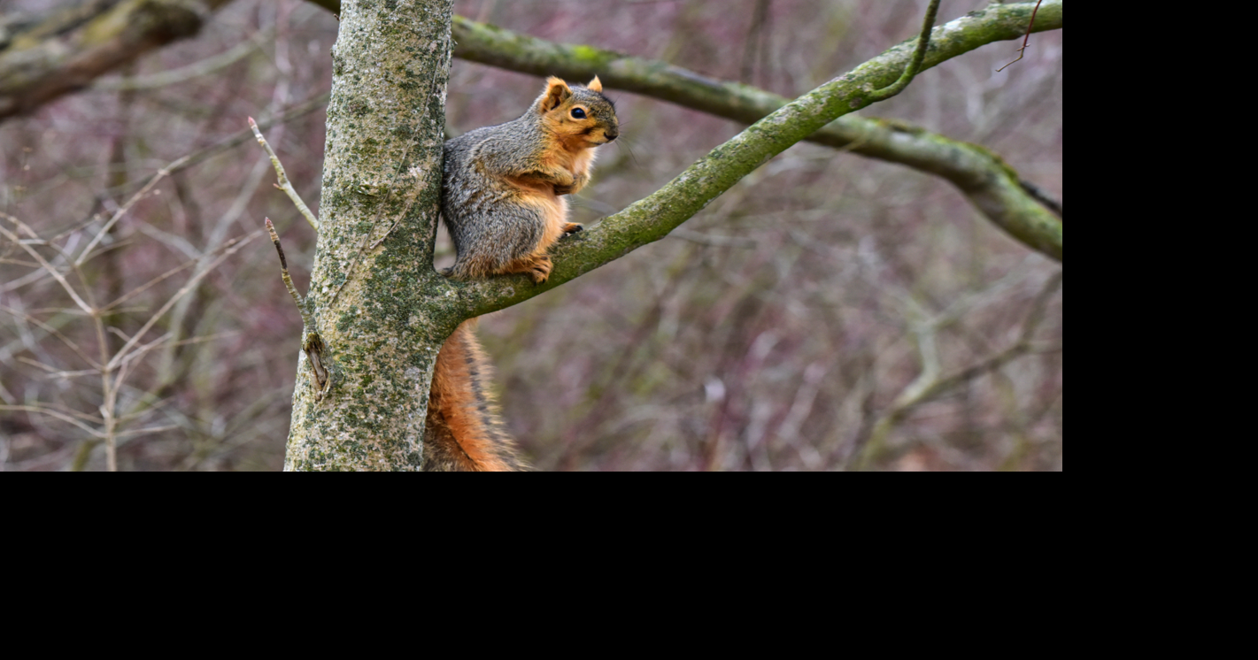 Montana Fish, Wildlife & Parks investigates squirrel aggression at Makoshika State Park Brendan Heidner Glendive Ranger-Review Jul 22, 2026 23 sec ago