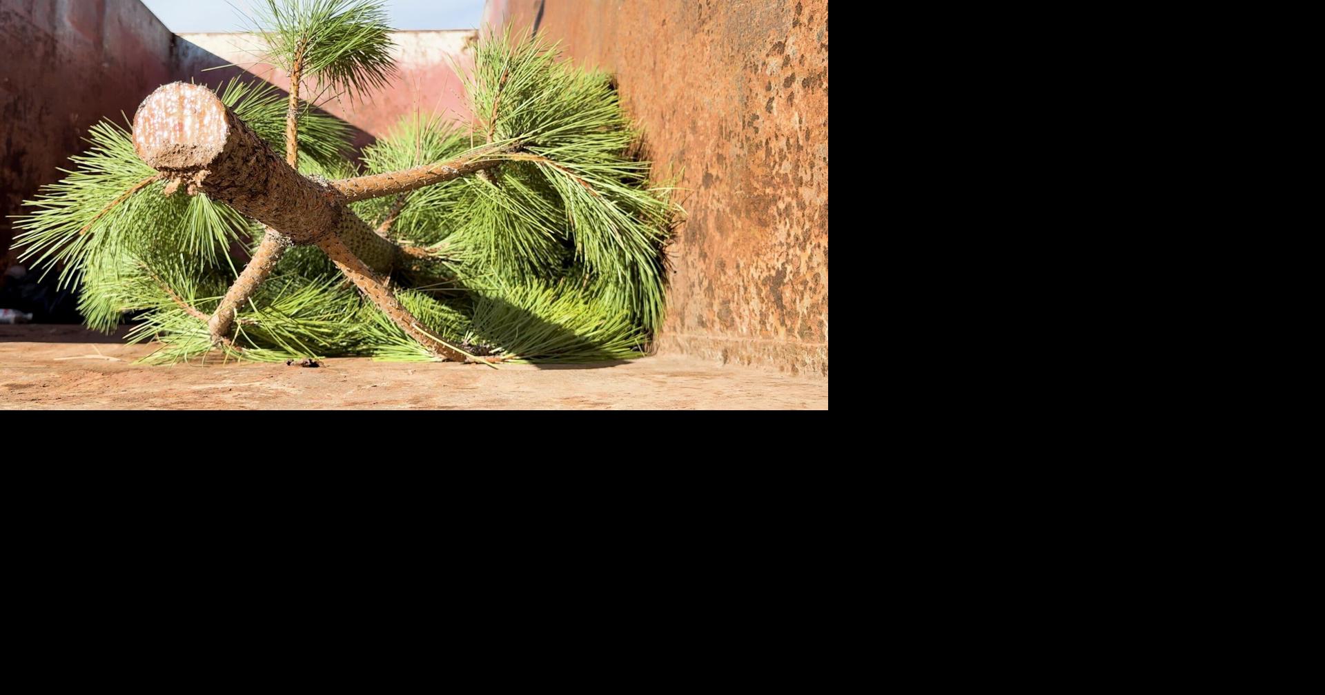 Christmas trees across Montana are getting a second life | State