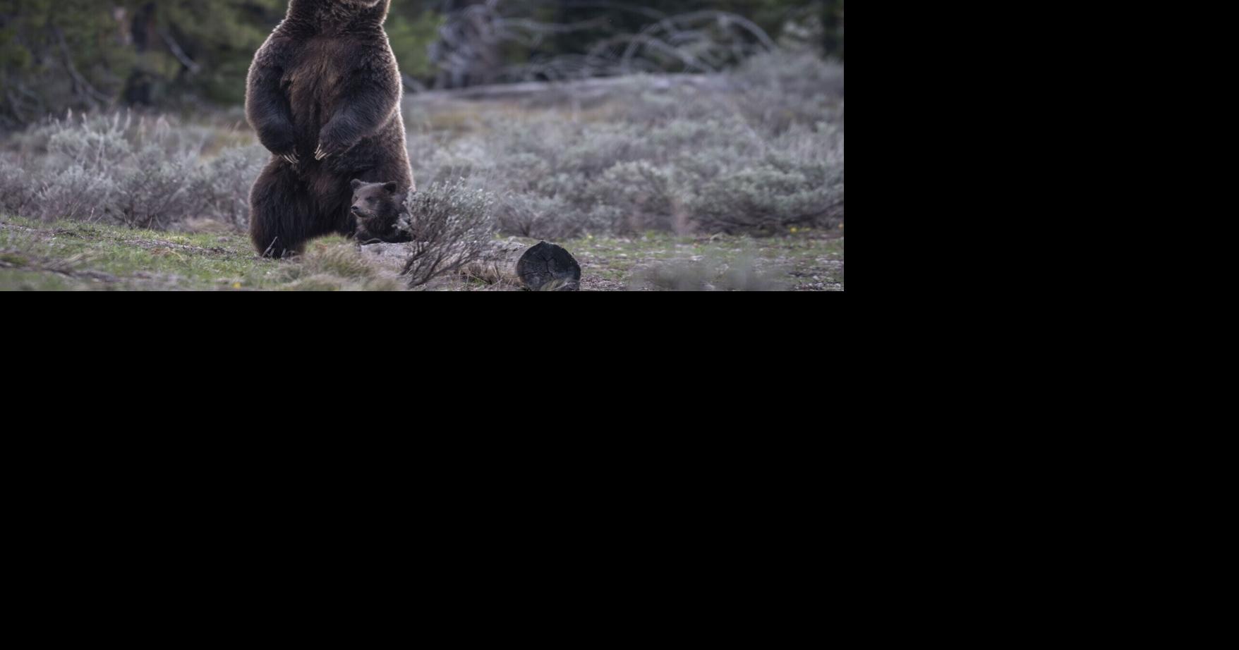 When is a bear to blame? How wildlife experts investigate attacks on humans