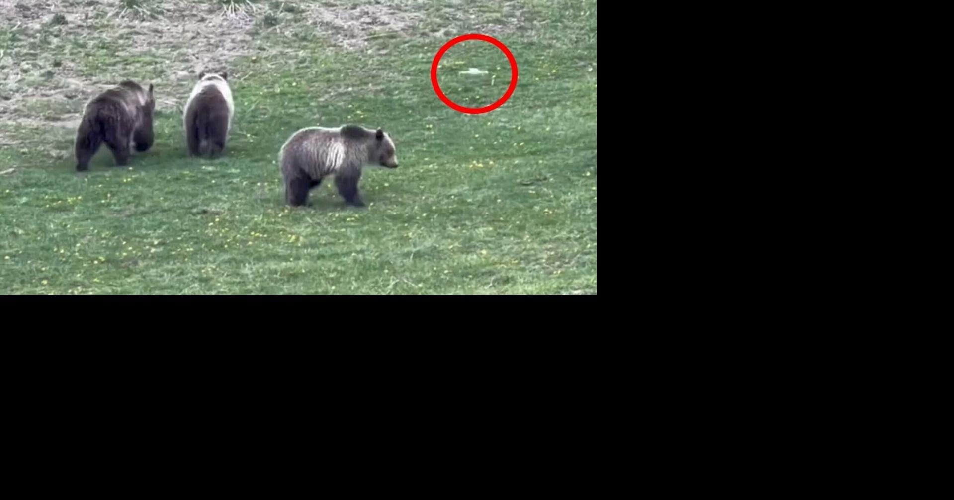 Man shoots video of illegal drone harassing grizzly and cubs In Yellowstone Andrew Rossi Cowboy State Daily Jun 1, 2026 19 mins ago
