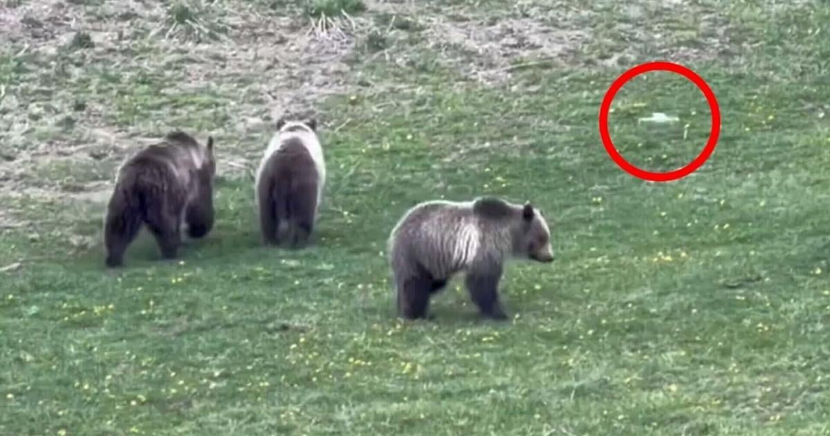 Man shoots video of illegal drone harassing grizzly and cubs In Yellowstone Andrew Rossi Cowboy State Daily Jun 1, 2026 19 mins ago