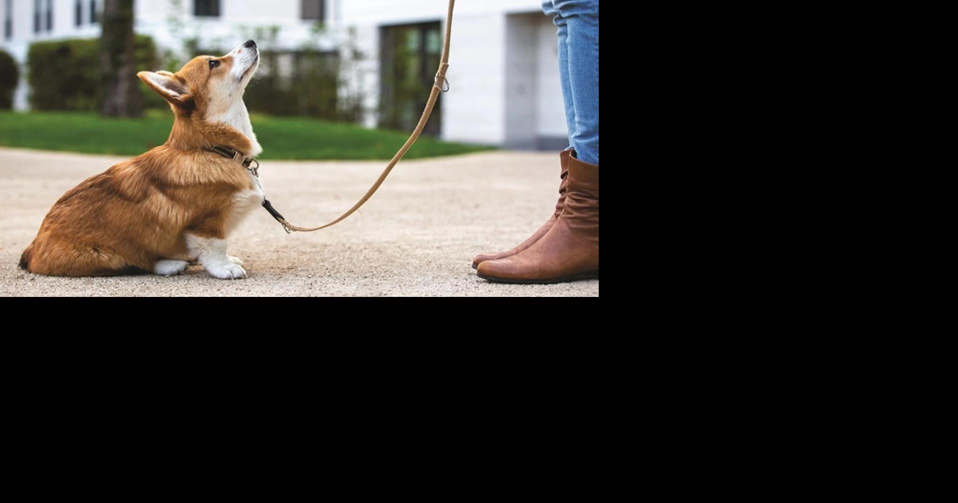 The most common dog names in Montana