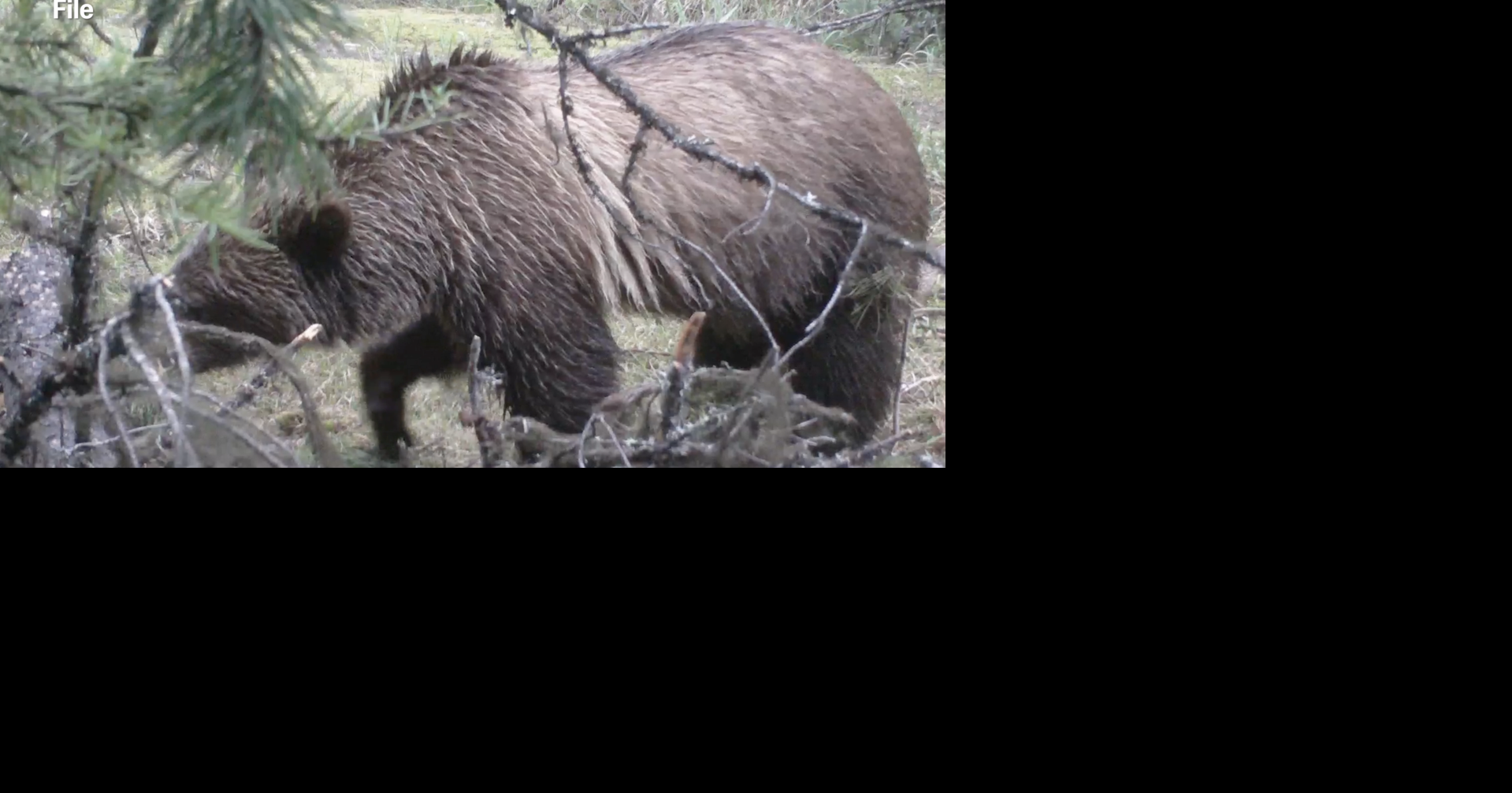 Mild winter prompts early bear activity concerns in Montana towns