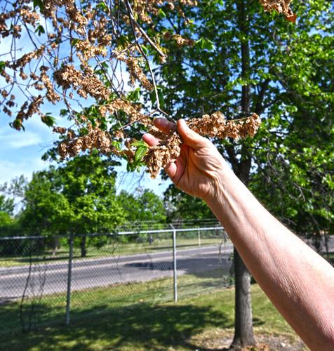 City of Great Falls works to keep Elm Trees healthy | Local News ...