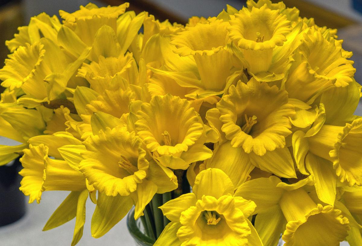 Stop And Smell The Daffodils Local News