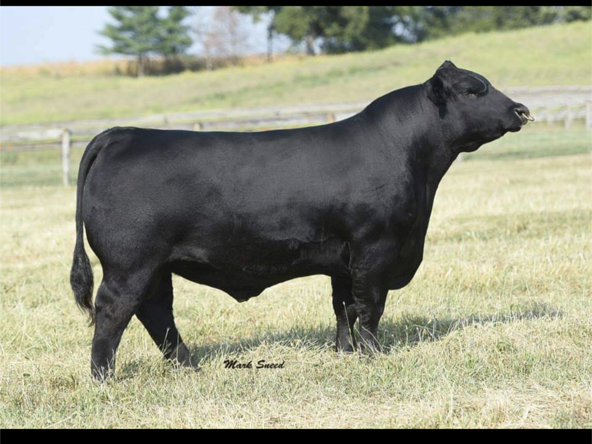 Simmental and Simm Angus Bulls