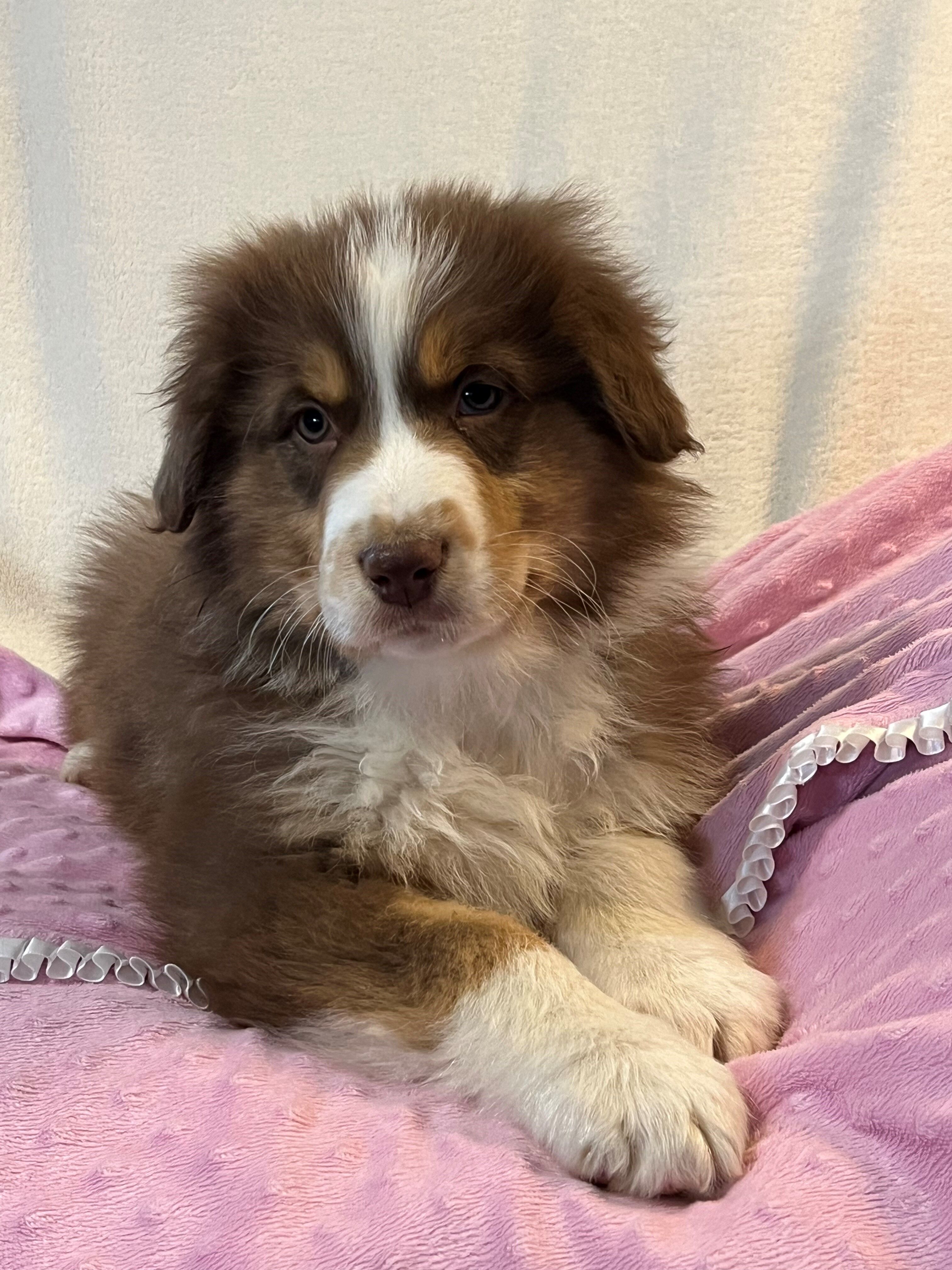 Akc clearance australian shepherd