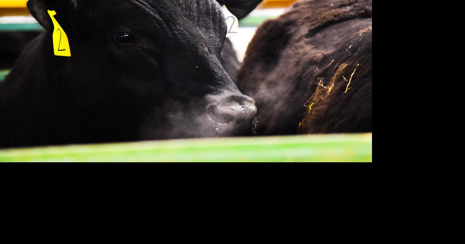WIU hosts record-breaking performance tested bull sale | Livestock ...