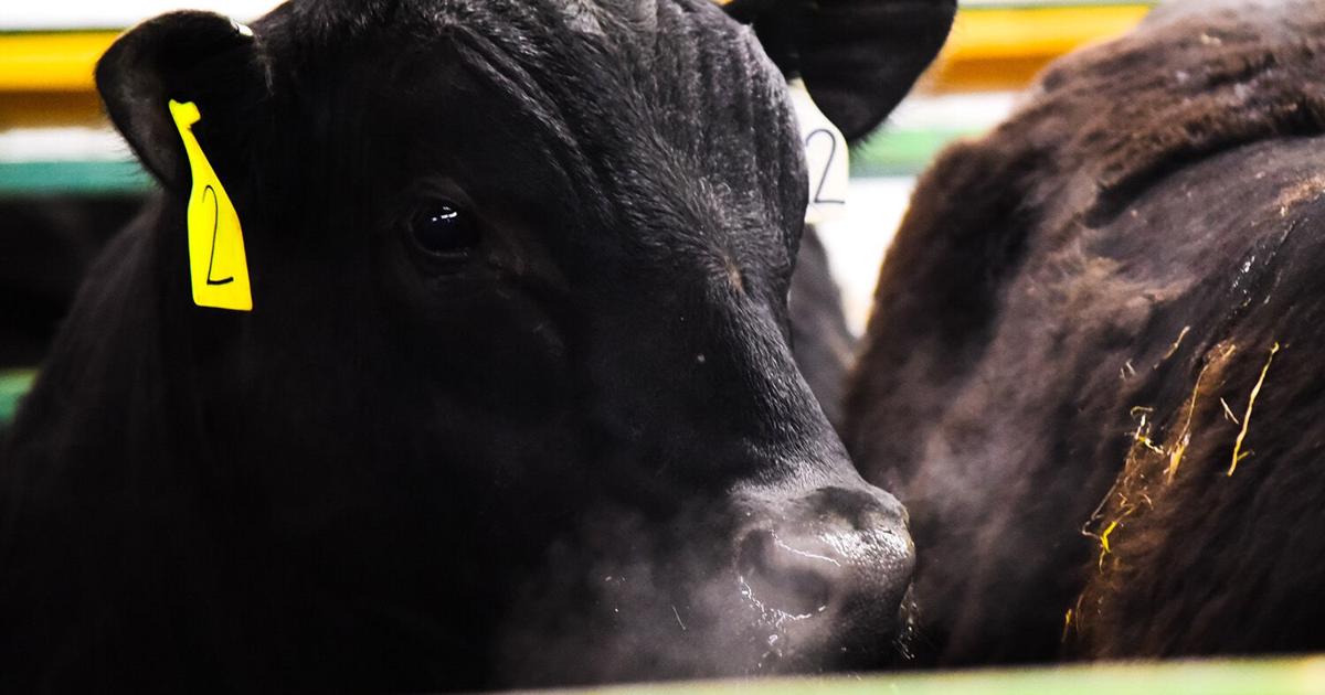 Bull Performance Record WIU hosts record-breaking performance tested bull sale | Livestock ...