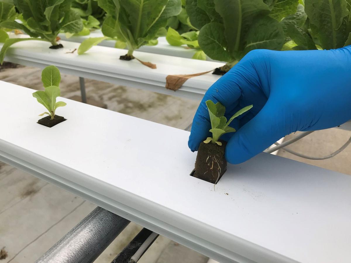Specialty Growers Keep Pivoting Through Pandemic Market Changes