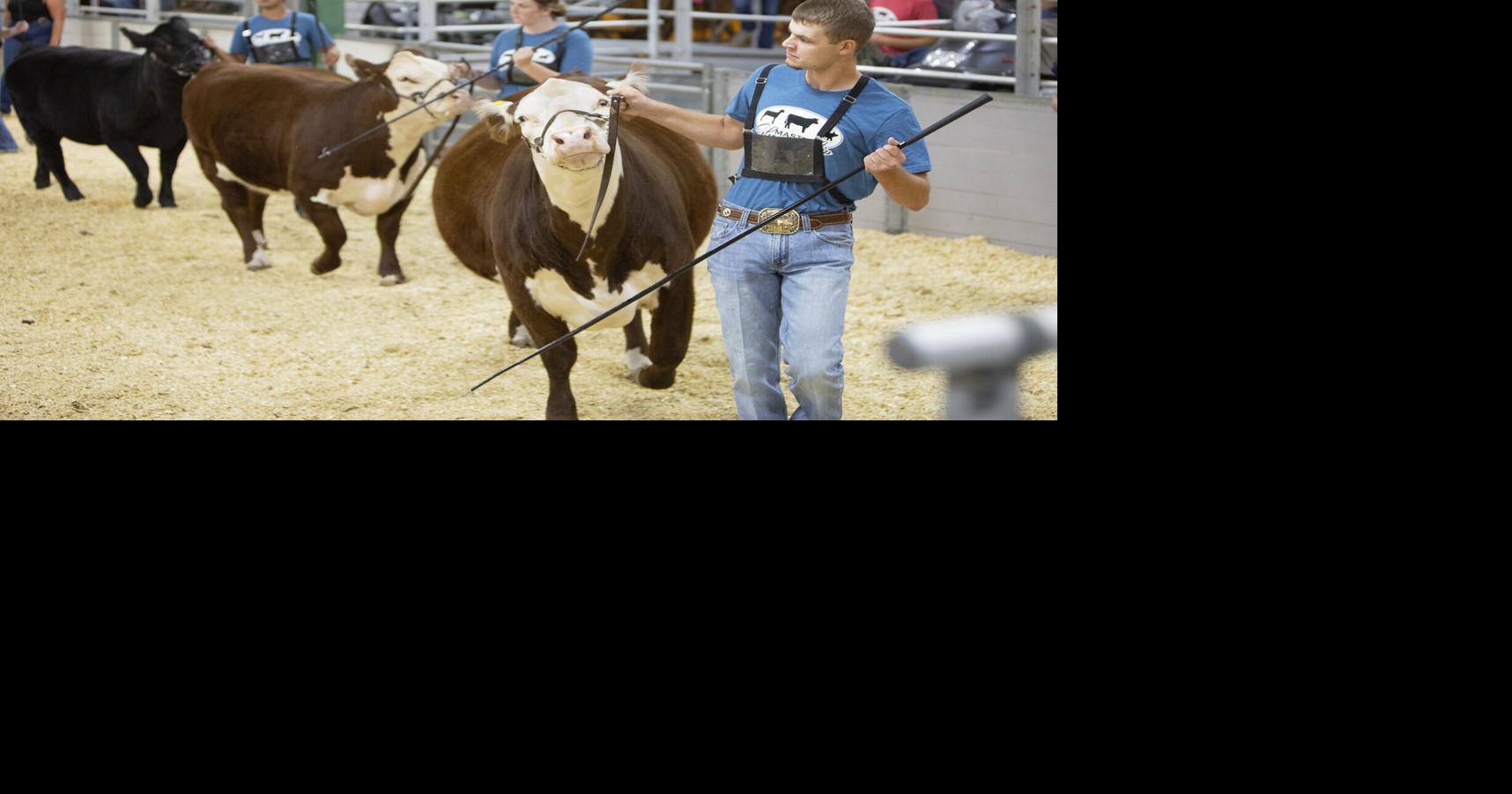 Youth livestock shine in showmanship at Illinois State Fair Livestock