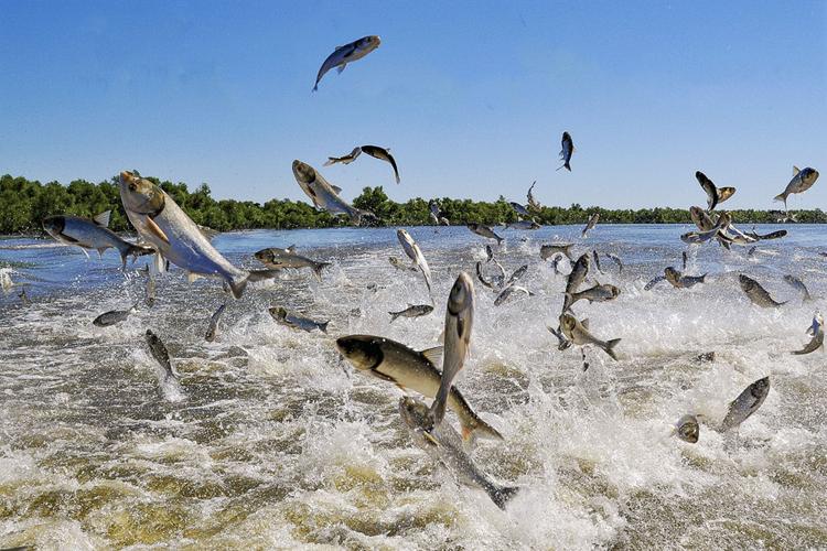 Invasive carp continue to impact Illinois waterways