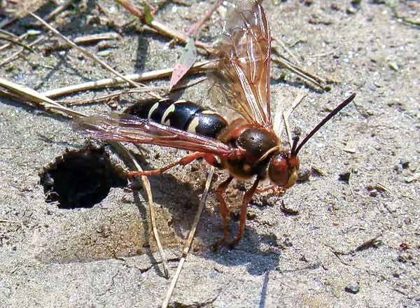 Cicada killers: Get to know summer's misunderstood giants