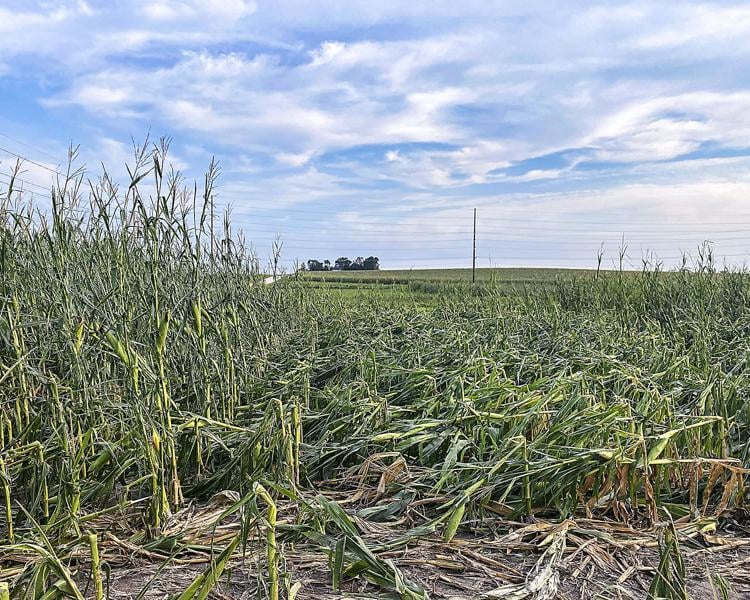 Should farmers replant or let crop insurance run its course?