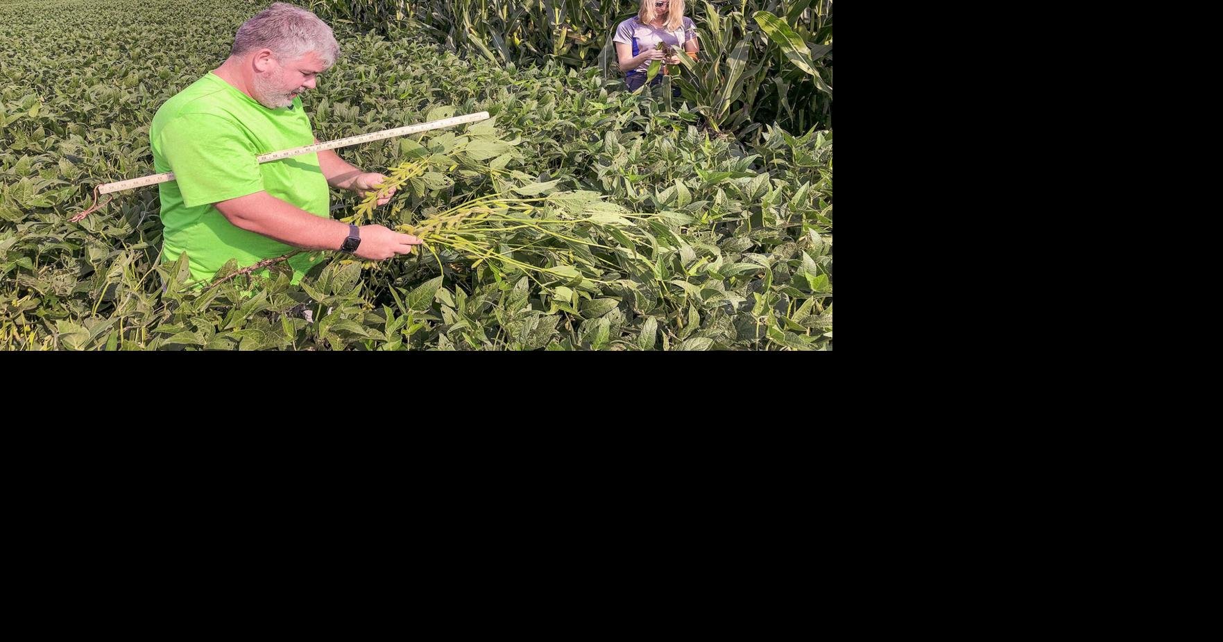 Pro Farmer Tour finds everything from record crop potential to total