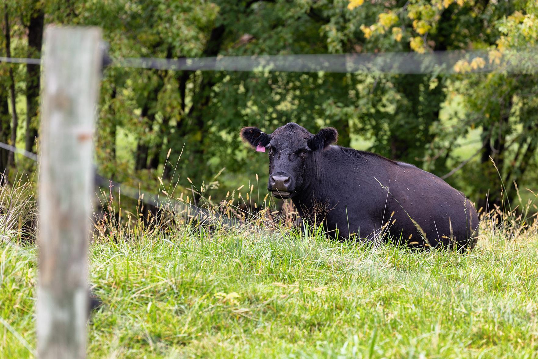 Cattle supply down for fifth straight month | Livestock | farmweeknow.com