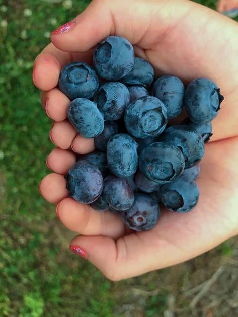 Moultrie County Farm S Blueberries A Taste Of Summer Farmweeknow Com
