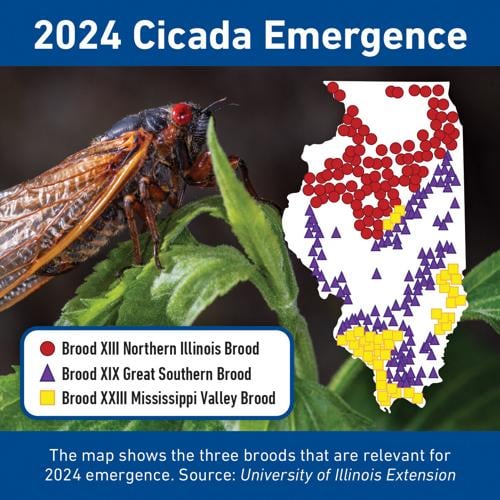 Rare cicada emergence expected this spring General