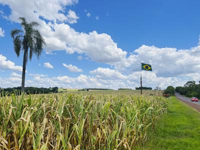 Could Brazil surpass U.S. as world's top corn exporter?