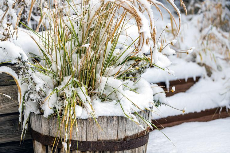 Tips to help protect potted perennial plants over winter | Perspectives |  farmweeknow.com